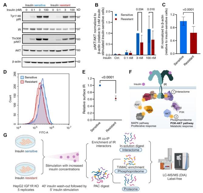 https://cdn.ncbi.nlm.nih.gov/pmc/blobs/f406/11582730/dd0fba738c63/41598_2024_77817_Fig1_HTML.jpg