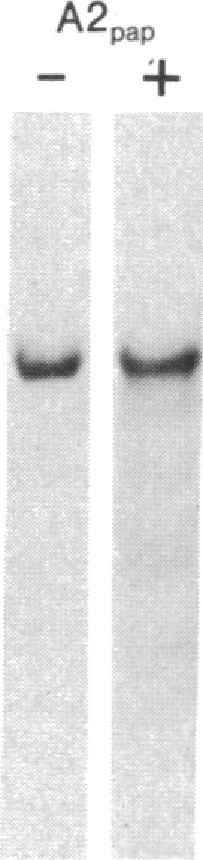 https://cdn.ncbi.nlm.nih.gov/pmc/blobs/f40c/431819/fdaf98d2240f/pnas00031-0387-b.jpg
