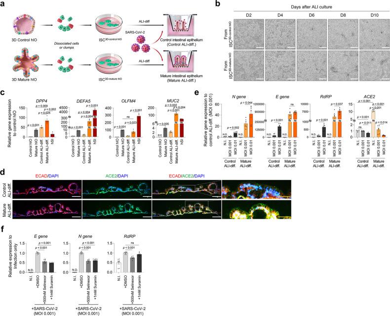 https://cdn.ncbi.nlm.nih.gov/pmc/blobs/f40d/10821882/82410a0ae629/41467_2024_45103_Fig7_HTML.jpg