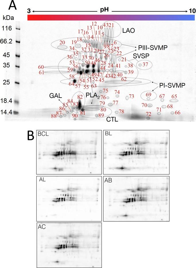 https://cdn.ncbi.nlm.nih.gov/pmc/blobs/f416/5560760/3480fcb57c63/pntd.0005793.g001.jpg