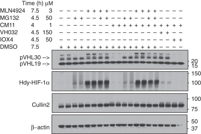 https://cdn.ncbi.nlm.nih.gov/pmc/blobs/f417/5635026/15c8b46844d6/41467_2017_954_Fig6_HTML.jpg