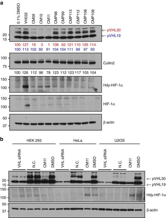 https://cdn.ncbi.nlm.nih.gov/pmc/blobs/f417/5635026/46743207ca69/41467_2017_954_Fig4_HTML.jpg