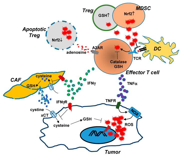 https://cdn.ncbi.nlm.nih.gov/pmc/blobs/f423/7956301/37b2ba2e0405/cancers-13-00986-g001.jpg