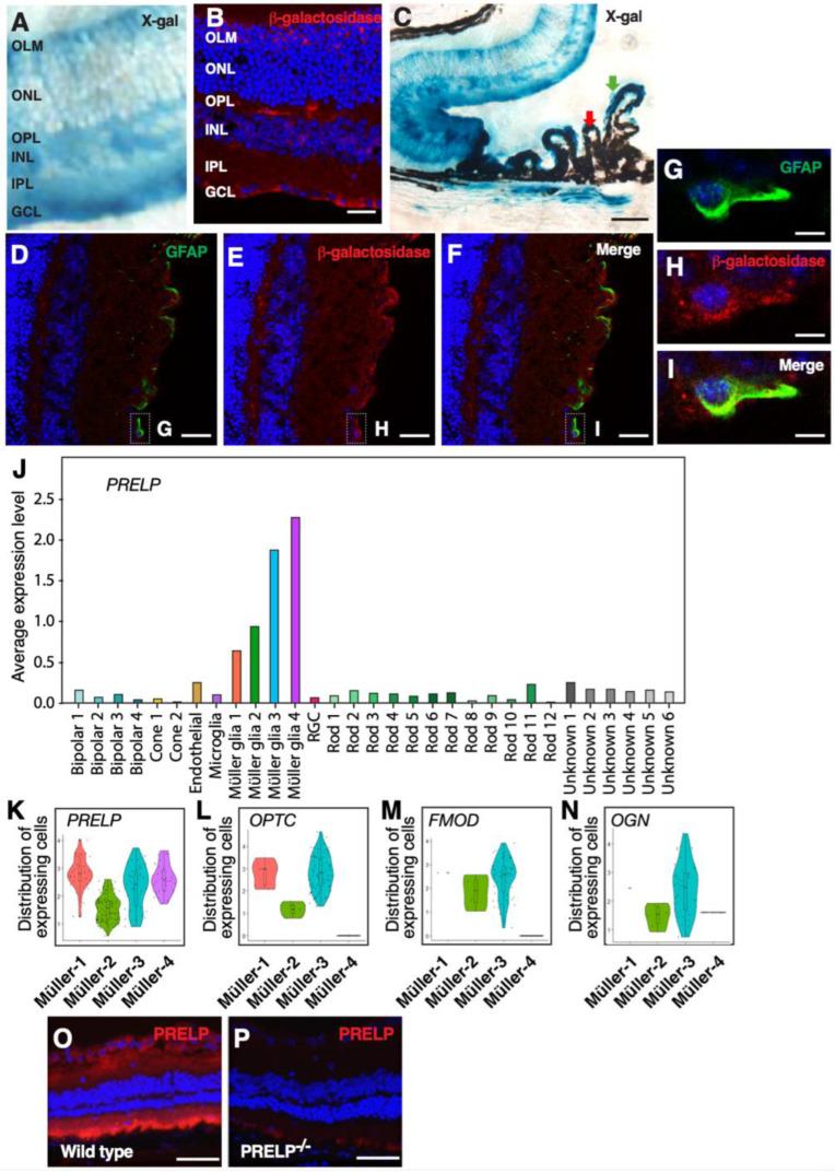 https://cdn.ncbi.nlm.nih.gov/pmc/blobs/f423/9563430/3e3ead620927/cancers-14-04926-g001.jpg