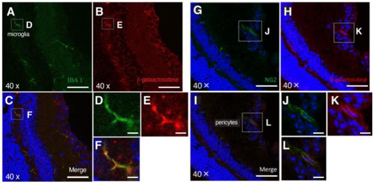 https://cdn.ncbi.nlm.nih.gov/pmc/blobs/f423/9563430/a8c0fbaff291/cancers-14-04926-g002.jpg