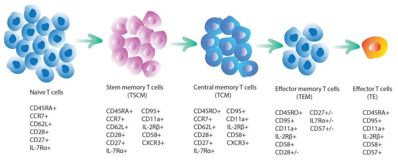 https://cdn.ncbi.nlm.nih.gov/pmc/blobs/f426/8509430/a0923698e684/ijms-22-10828-g003.jpg