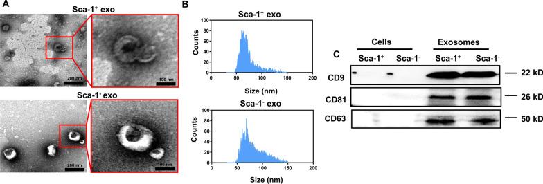 https://cdn.ncbi.nlm.nih.gov/pmc/blobs/f42a/10268362/1ecff39b1a7c/12951_2023_1944_Fig1_HTML.jpg