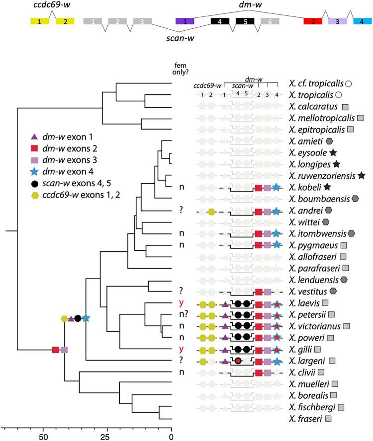https://cdn.ncbi.nlm.nih.gov/pmc/blobs/f42a/10578606/92bbda820891/pgen.1010990.g004.jpg