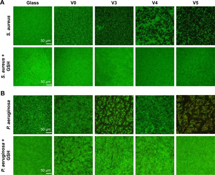 https://cdn.ncbi.nlm.nih.gov/pmc/blobs/f42a/5402895/67541adb76fd/ijn-12-3121Fig9.jpg