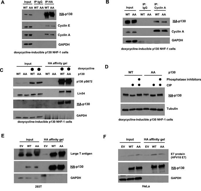 https://cdn.ncbi.nlm.nih.gov/pmc/blobs/f42d/8670743/b88159d0d982/elife-70691-fig5-figsupp2.jpg