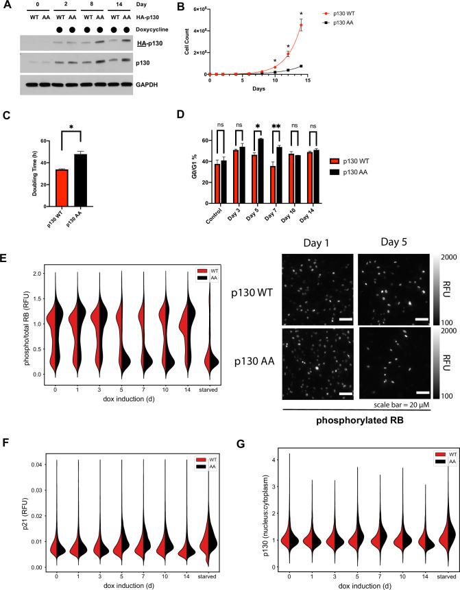 https://cdn.ncbi.nlm.nih.gov/pmc/blobs/f42d/8670743/f32dd1d65e52/elife-70691-fig6.jpg