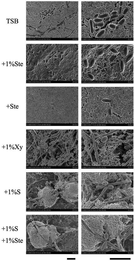 https://cdn.ncbi.nlm.nih.gov/pmc/blobs/f42e/10113668/0e24ae61ed95/fmicb-14-1128668-g003.jpg