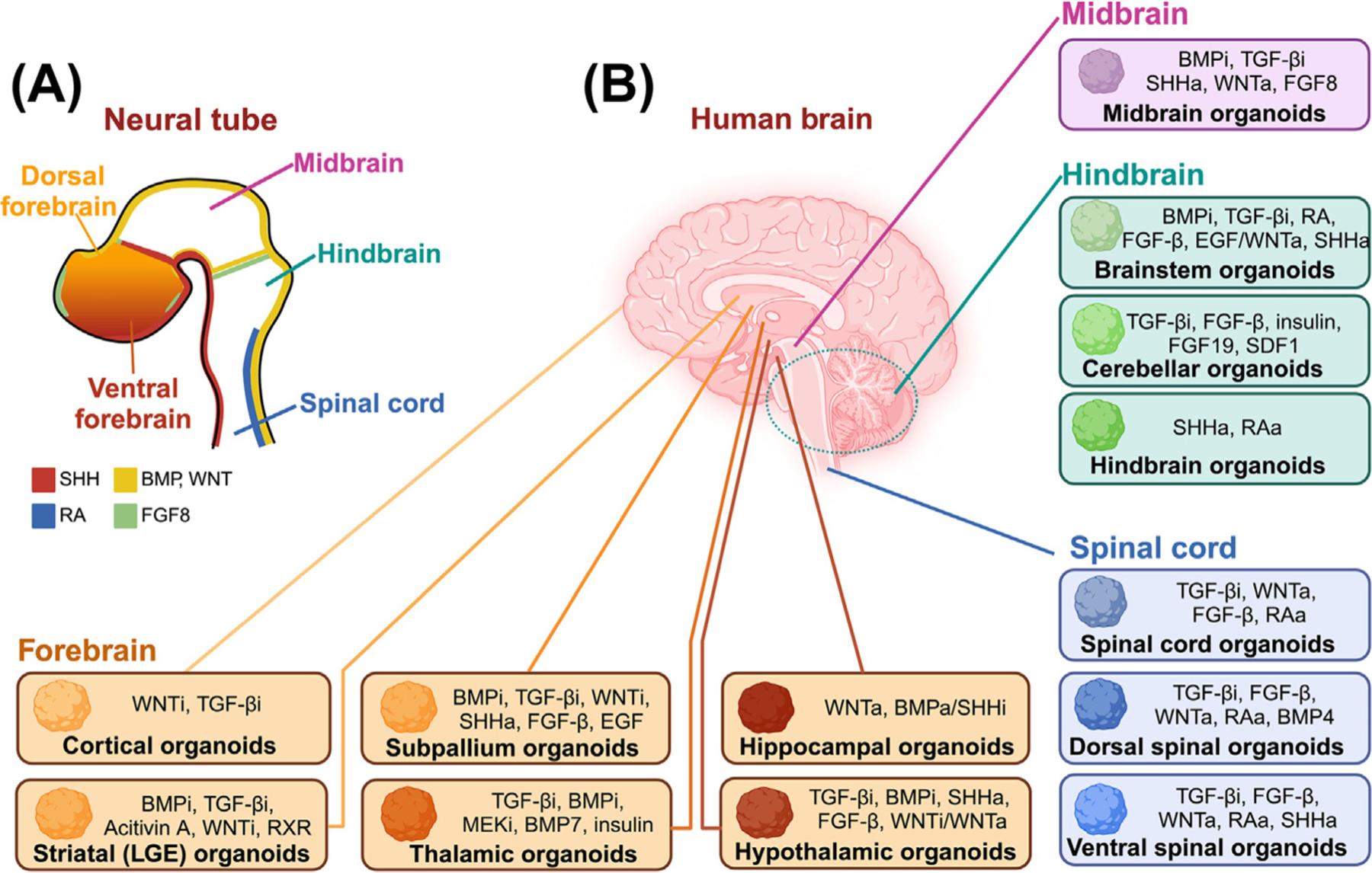 https://cdn.ncbi.nlm.nih.gov/pmc/blobs/f42f/12276974/6a44797f3589/nihms-2074100-f0001.jpg