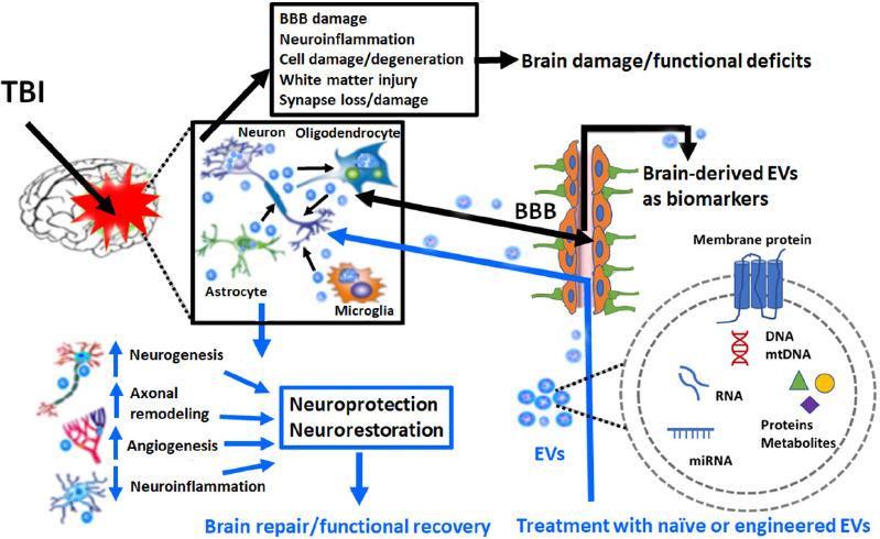 https://cdn.ncbi.nlm.nih.gov/pmc/blobs/f430/10479856/0a30d51996ac/NRR-19-49-g001.jpg