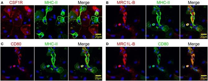 https://cdn.ncbi.nlm.nih.gov/pmc/blobs/f431/7054383/1fac5b0b5d5c/fimmu-11-00141-g0003.jpg