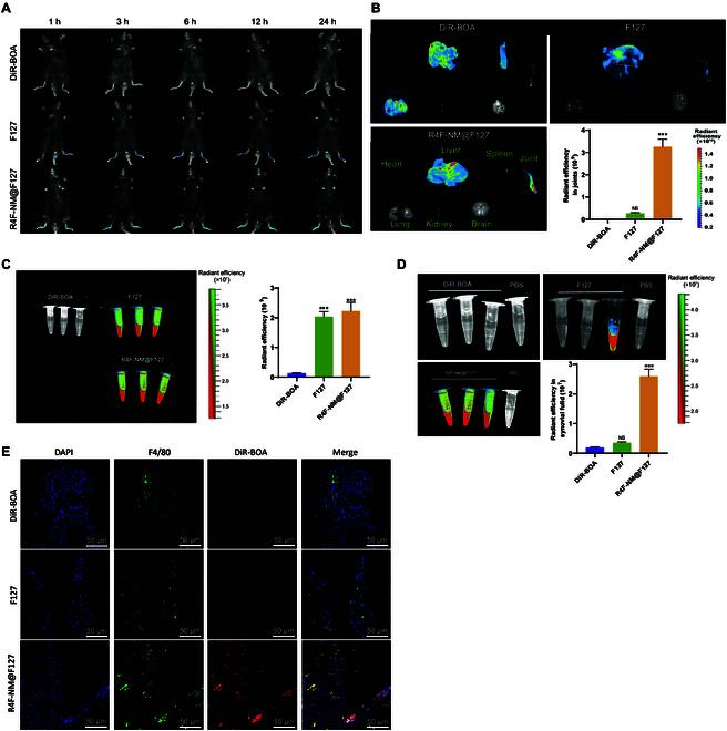 https://cdn.ncbi.nlm.nih.gov/pmc/blobs/f432/11632155/0e4eff4ef61c/bmr.0089.fig.007.jpg