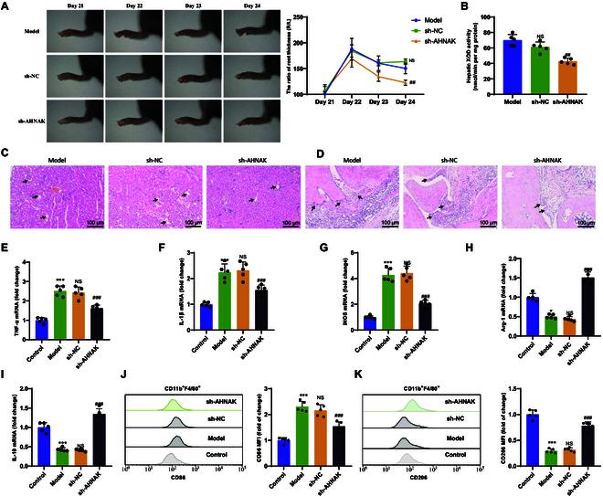https://cdn.ncbi.nlm.nih.gov/pmc/blobs/f432/11632155/33287cbf1aa0/bmr.0089.fig.005.jpg