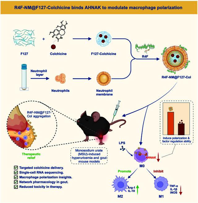 https://cdn.ncbi.nlm.nih.gov/pmc/blobs/f432/11632155/d85f43bc5e57/bmr.0089.fig.010.jpg