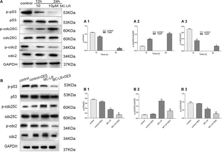 https://cdn.ncbi.nlm.nih.gov/pmc/blobs/f433/7593820/9975476a9ff9/fgene-11-537785-g008.jpg