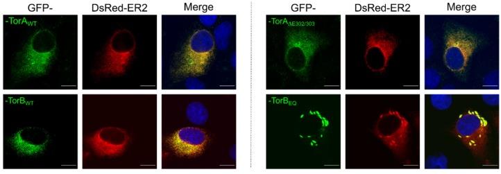 https://cdn.ncbi.nlm.nih.gov/pmc/blobs/f434/7140721/18de97c79ec6/cells-09-00738-g002.jpg