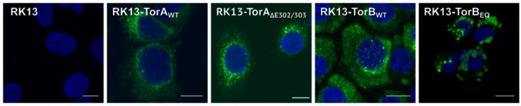 https://cdn.ncbi.nlm.nih.gov/pmc/blobs/f434/7140721/957a852c5bf0/cells-09-00738-g004.jpg