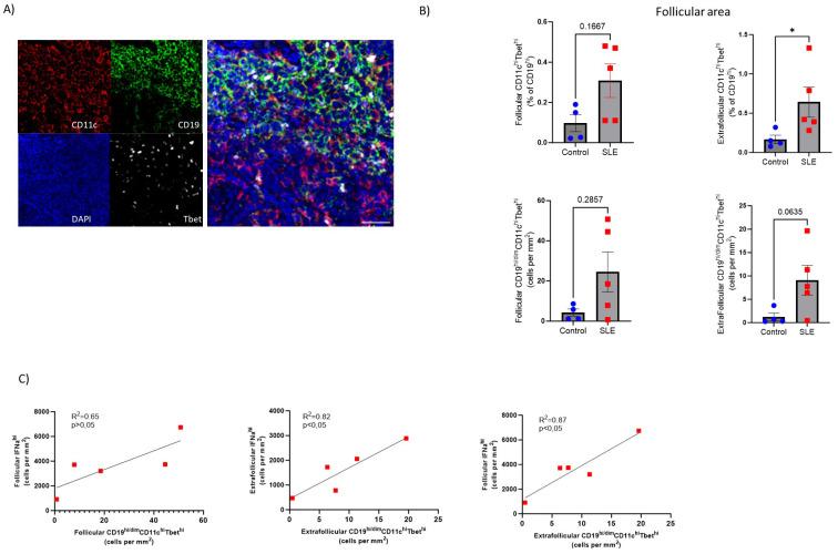 https://cdn.ncbi.nlm.nih.gov/pmc/blobs/f435/11894538/b43efb444ec8/fimmu-16-1530327-g006.jpg