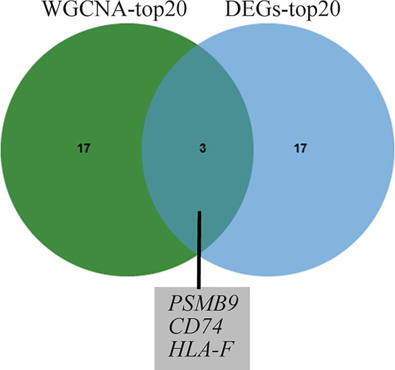 https://cdn.ncbi.nlm.nih.gov/pmc/blobs/f439/10160489/a247c54ef2cb/fimmu-14-1161476-g004.jpg