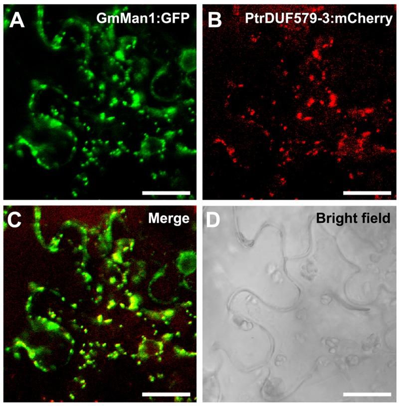 https://cdn.ncbi.nlm.nih.gov/pmc/blobs/f439/4827005/36f425b46382/fpls-07-00493-g003.jpg