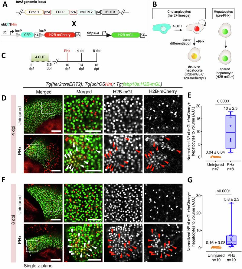https://cdn.ncbi.nlm.nih.gov/pmc/blobs/f43b/12144294/0e7d22afc095/41467_2025_60334_Fig6_HTML.jpg