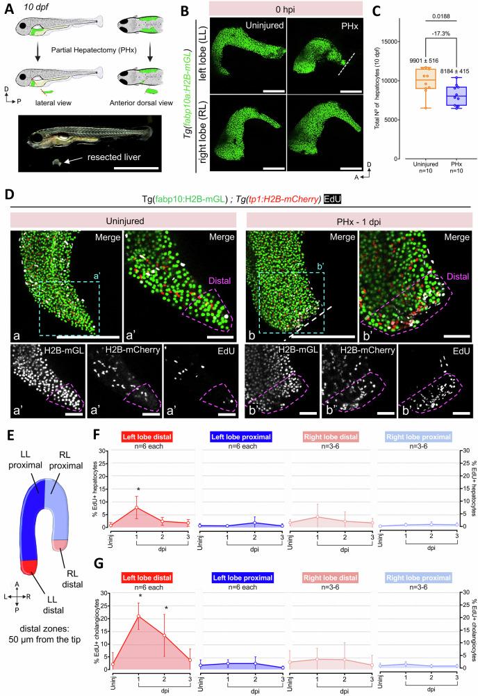 https://cdn.ncbi.nlm.nih.gov/pmc/blobs/f43b/12144294/53e35ebab0fe/41467_2025_60334_Fig3_HTML.jpg