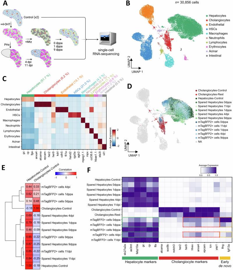 https://cdn.ncbi.nlm.nih.gov/pmc/blobs/f43b/12144294/bc401c241a06/41467_2025_60334_Fig5_HTML.jpg