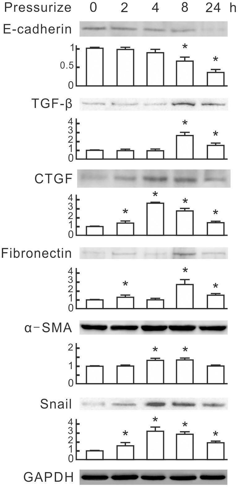 https://cdn.ncbi.nlm.nih.gov/pmc/blobs/f43d/4068774/157d6b290dfc/pone.0099802.g001.jpg