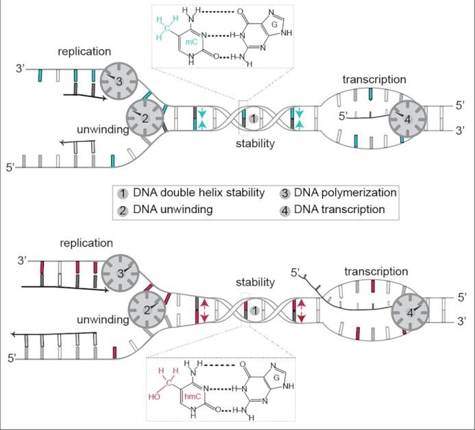 https://cdn.ncbi.nlm.nih.gov/pmc/blobs/f43d/8682791/1946fa583423/gkab509fig8.jpg
