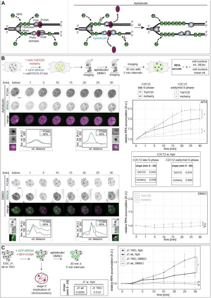 https://cdn.ncbi.nlm.nih.gov/pmc/blobs/f43d/8682791/41ee9d4bfbda/gkab509fig6.jpg