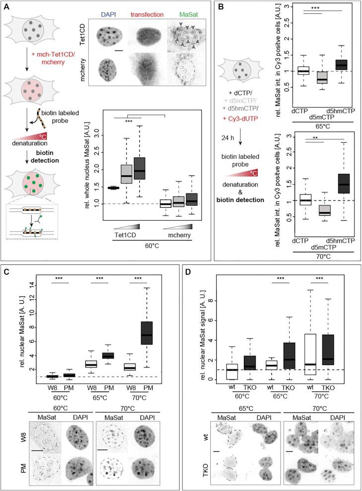 https://cdn.ncbi.nlm.nih.gov/pmc/blobs/f43d/8682791/48354c1bc9f0/gkab509fig3.jpg
