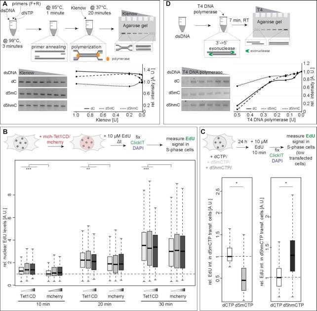 https://cdn.ncbi.nlm.nih.gov/pmc/blobs/f43d/8682791/768b750ed44c/gkab509fig5.jpg