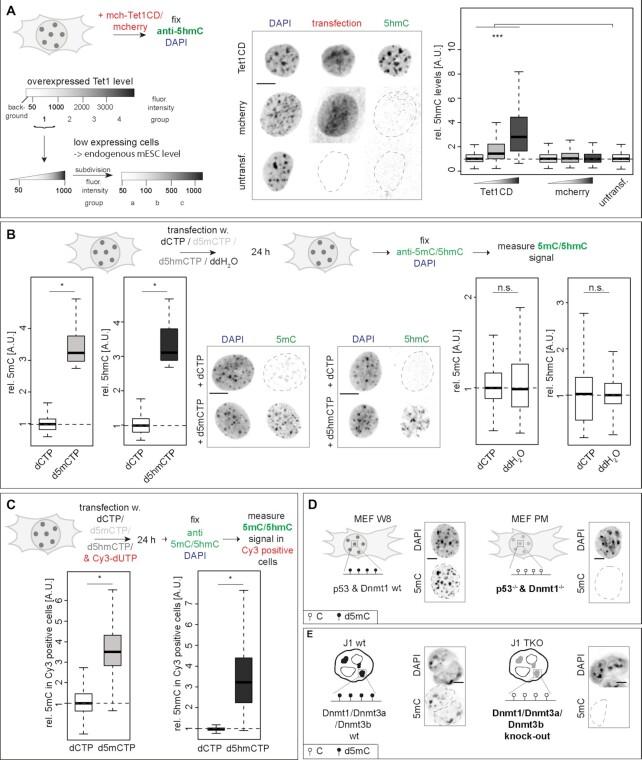 https://cdn.ncbi.nlm.nih.gov/pmc/blobs/f43d/8682791/ea330fa74a66/gkab509fig2.jpg