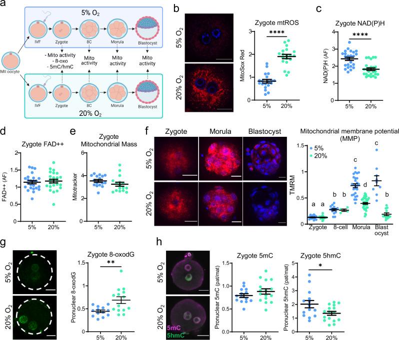 https://cdn.ncbi.nlm.nih.gov/pmc/blobs/f442/11909127/096b204d2ddf/41467_2025_57794_Fig2_HTML.jpg