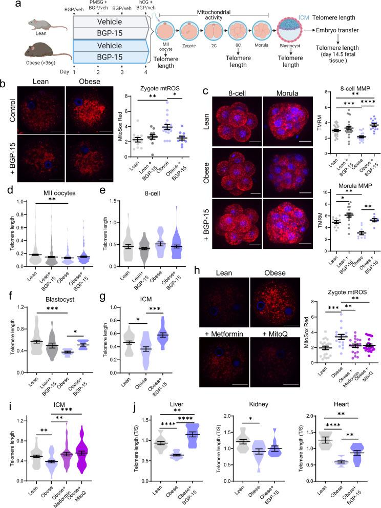 https://cdn.ncbi.nlm.nih.gov/pmc/blobs/f442/11909127/e97d81e737a9/41467_2025_57794_Fig9_HTML.jpg
