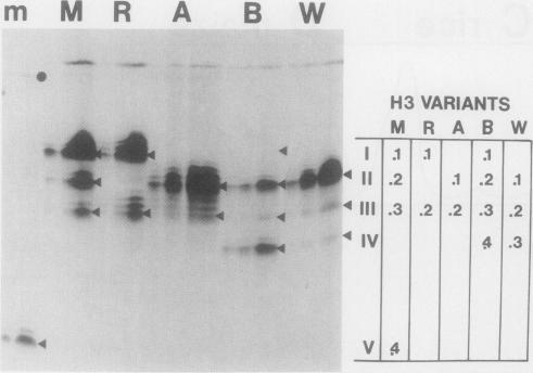 https://cdn.ncbi.nlm.nih.gov/pmc/blobs/f443/1080791/77ac2eb33955/plntphys00693-0115-a.jpg