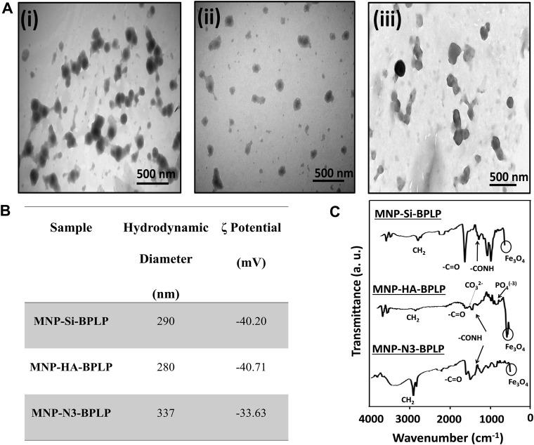 https://cdn.ncbi.nlm.nih.gov/pmc/blobs/f448/12018434/03d9c8a3b8fc/fbioe-13-1558817-g002.jpg