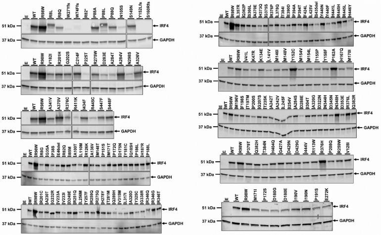 https://cdn.ncbi.nlm.nih.gov/pmc/blobs/f44a/5915175/acc8d1676b1b/elife-32340-fig3-figsupp2.jpg