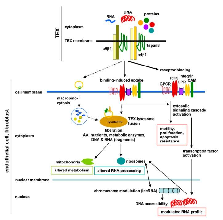 https://cdn.ncbi.nlm.nih.gov/pmc/blobs/f44b/7072212/cae607ab0d7a/cells-09-00319-g008.jpg