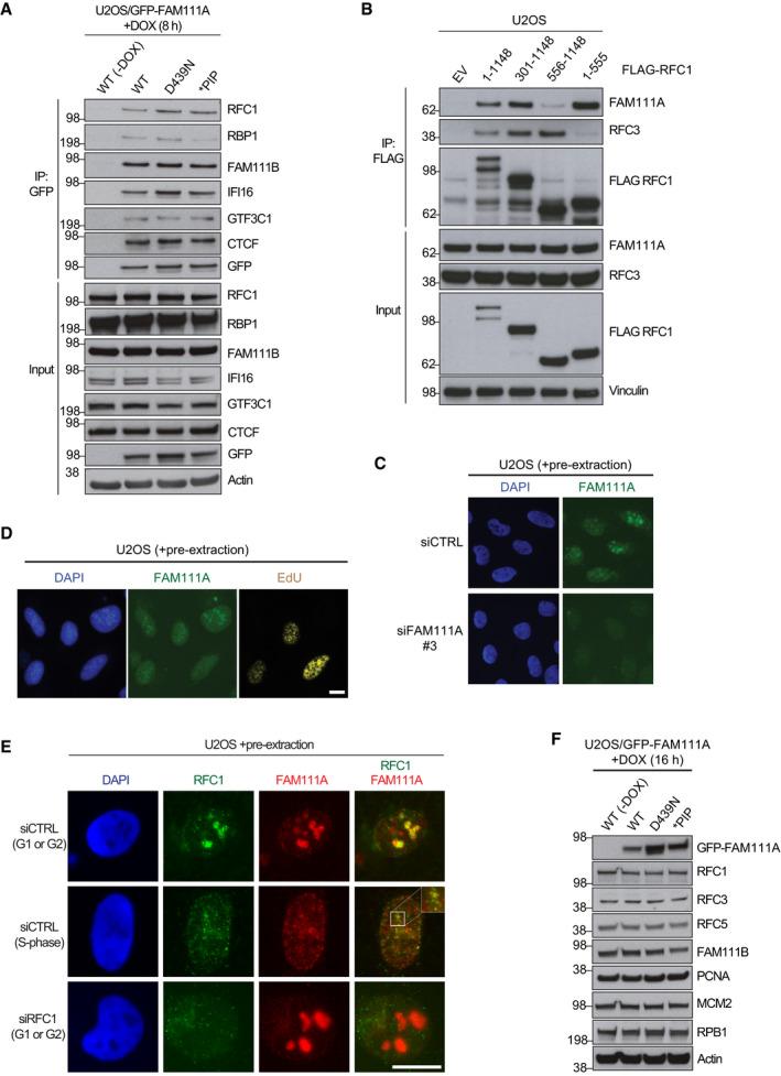 https://cdn.ncbi.nlm.nih.gov/pmc/blobs/f44c/7534640/8c1d16149124/EMBR-21-e50662-g005.jpg