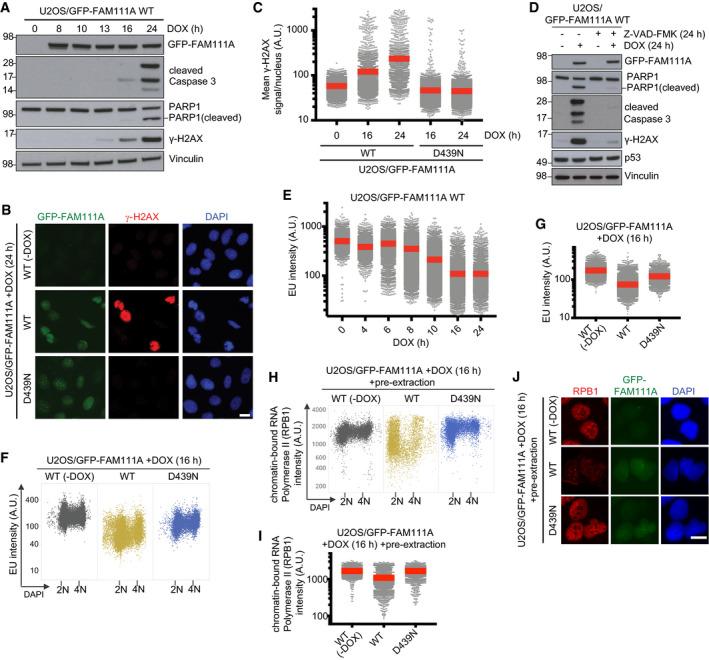 https://cdn.ncbi.nlm.nih.gov/pmc/blobs/f44c/7534640/8c73c90b1d30/EMBR-21-e50662-g006.jpg
