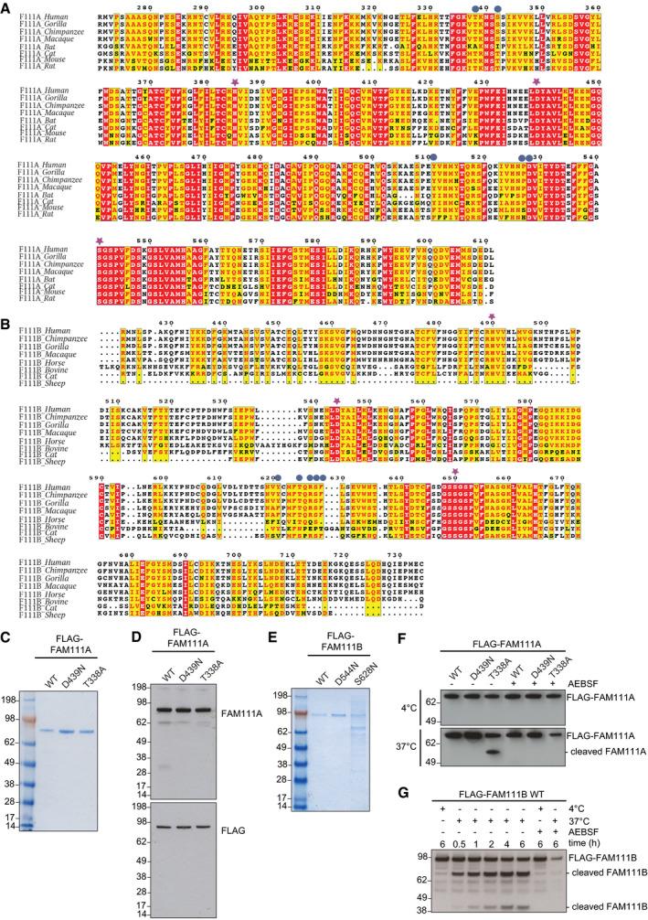 https://cdn.ncbi.nlm.nih.gov/pmc/blobs/f44c/7534640/b4c06bee21ee/EMBR-21-e50662-g003.jpg