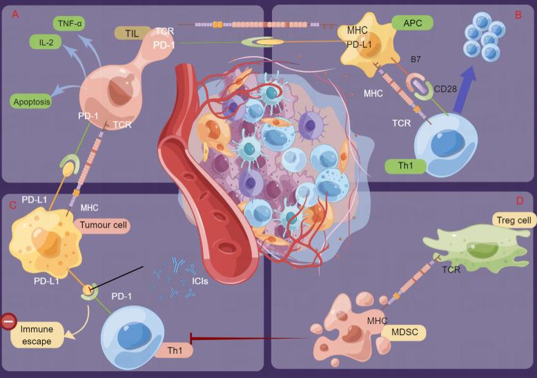 https://cdn.ncbi.nlm.nih.gov/pmc/blobs/f44c/9751394/77355a337e24/fimmu-13-1038715-g002.jpg