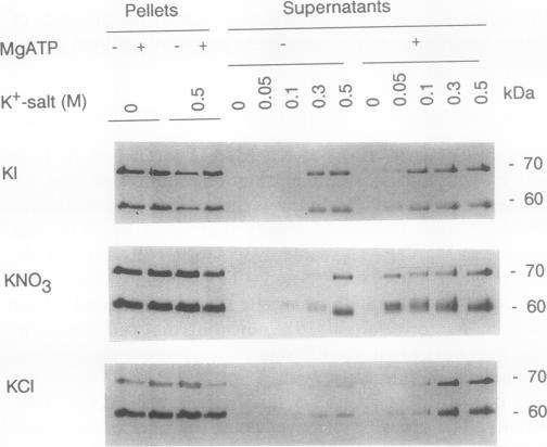 https://cdn.ncbi.nlm.nih.gov/pmc/blobs/f451/1080421/959760f49028/plntphys00704-0175-b.jpg