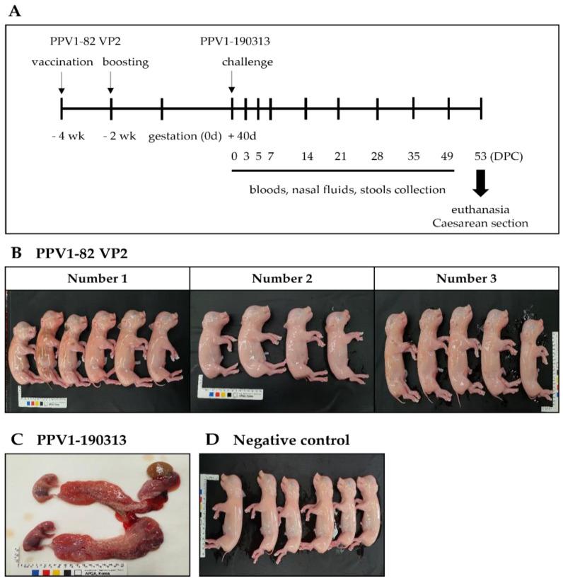 https://cdn.ncbi.nlm.nih.gov/pmc/blobs/f452/9867127/503b4c7746e1/vaccines-11-00054-g004.jpg