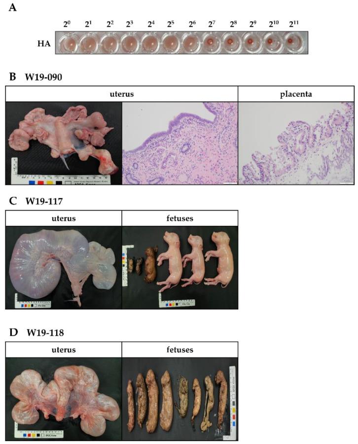 https://cdn.ncbi.nlm.nih.gov/pmc/blobs/f452/9867127/954f21ee50a5/vaccines-11-00054-g003.jpg